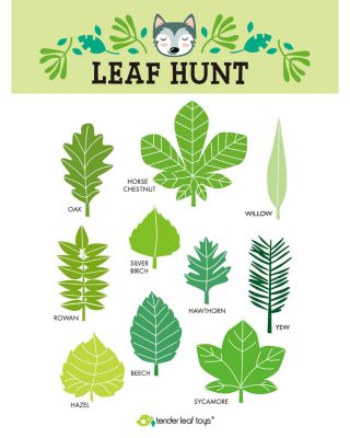 Forest Trail Kit - Ages 3+