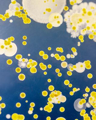 Liposome Advanced Repair Serum 1.7 oz.