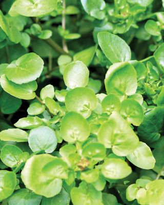 Volumizing Cream Supreme 0.5 oz.