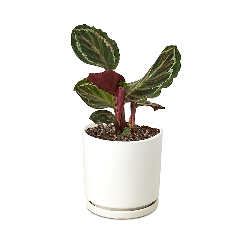 House Plant Shop Calathea Medallion Plant In White Pot In White/green