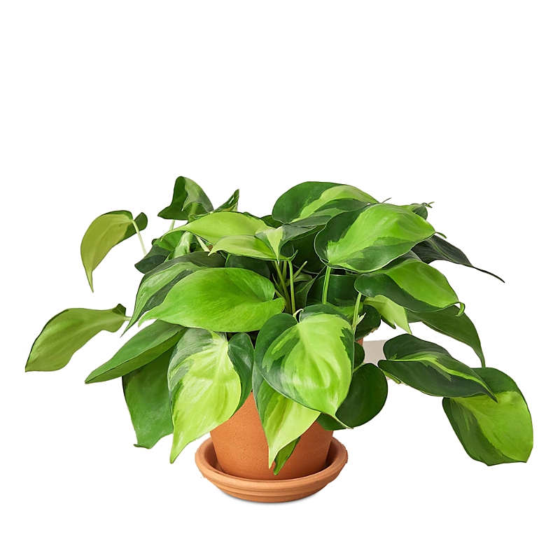 House Plant Shop Brasil Plant In Terra Cotta Pot In Green