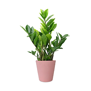 Bloomsybox Zz Plant In Green