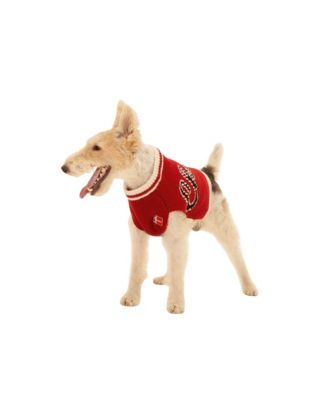 Little Beast - NBA Chicago Bulls Dog Sweater
