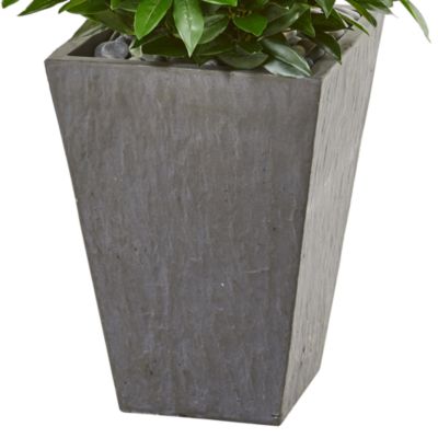57&amp;quot; Bay Leaf Cone Topiary Tree in Slate Planter UV Resistant (Indoor/Outdoor)