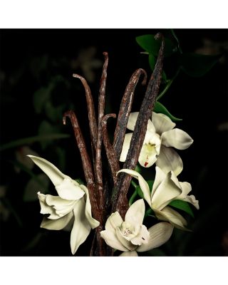 Le Vestiaire des Parfums Babycat Eau de Parfum 1.2 oz.