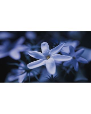 Blue Talisman Extrait de Parfum 1.7 oz.