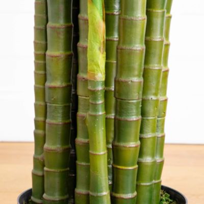 11' UV Resistant Artificial Areca Palm Tree (Indoor/Outdoor)