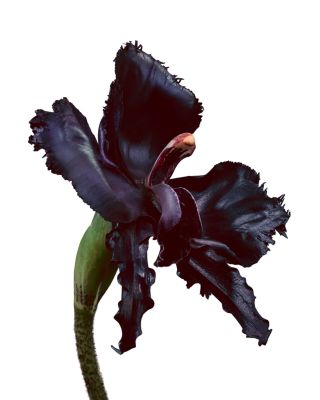 Black Orchid Discovery Set