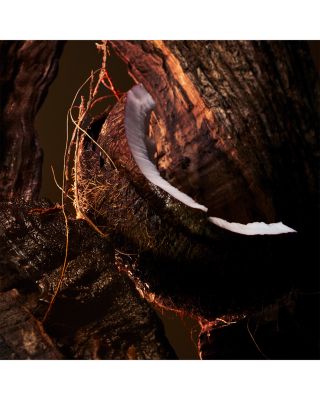 F&eacute;tiche L'&Eacute;b&egrave;ne Eau de Parfum 1.4 oz.