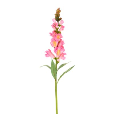 Snapdragon Stem, Set of 12