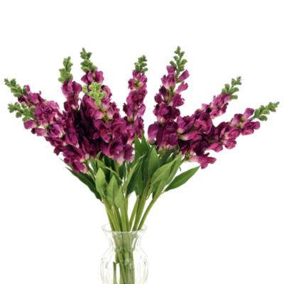 Snapdragon Stem, Set of 12