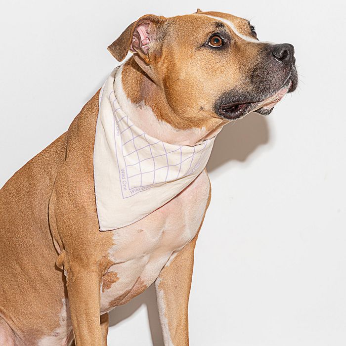 Shop Wild One Printed Cotton Pet Bandana In Lilac