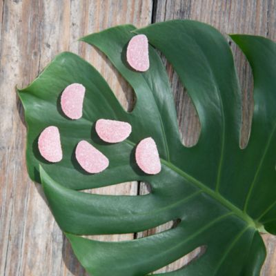 Tequila Grapefruit Sours Small Cube Kit, 4 Piece