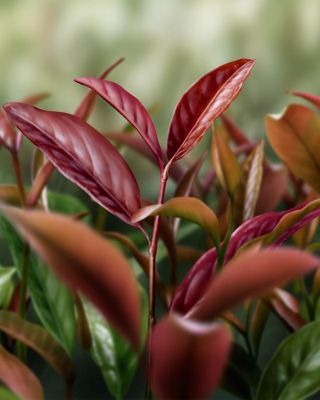 AQ Meliority Intensive Regenerating Eye Cream 0.7 oz.