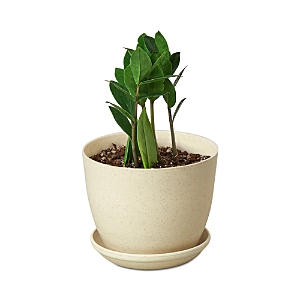 House Plant Shop Zz Plant In Brown Ceramic Pot In White/green