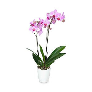 Bloomsybox Paris Orchid Plant
