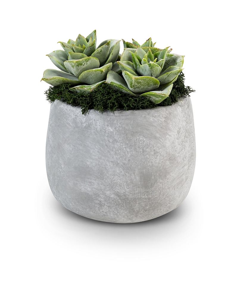 Cocobella Sandy Ceramic Succulent Arrangement In Grey