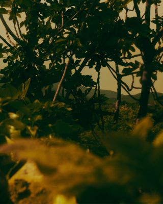 Virere Eau de Parfum 1.6 oz.