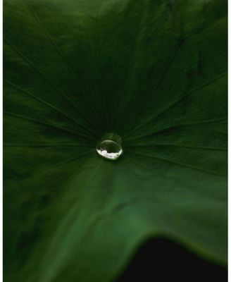 Lotus Gentle Purifying PHA Facial Mist