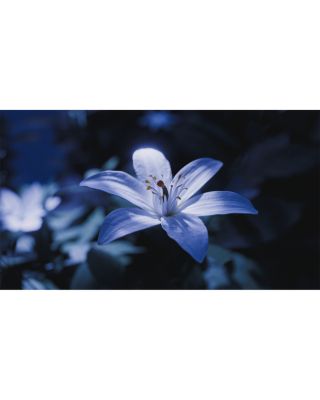 Blue Talisman Extrait de Parfum 1.7 oz.