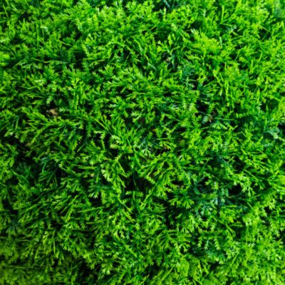 16&amp;quot; UV Resistant Artificial Mediterranean Cypress Topiary Plant (Indoor/Outdoor)