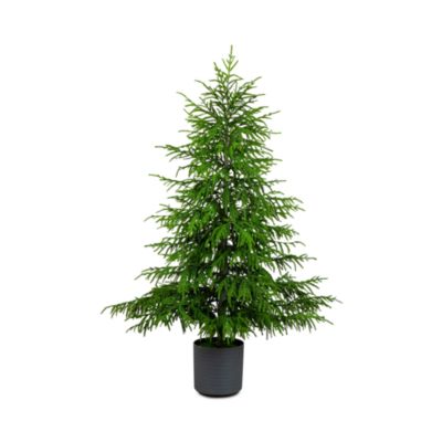 Artificial Real Touch Norfolk Island Pine 6' Christmas Tree with Natural Look