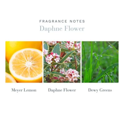 Daphne Flower 8.45 oz. Diffuser