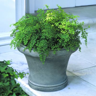 CAMPANIA INTERNATIONAL - Westport Planter