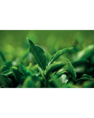 AQ Meliority Intensive Regenerating Eye Cream 0.7 oz.