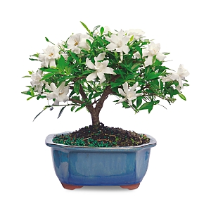 Bloomsybox Gardenia In White