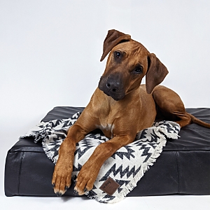 Le Dog Company Leather Dog Bed In Black