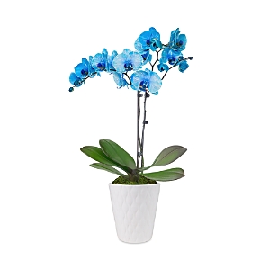 Bloomsybox Blue Orchid Plant