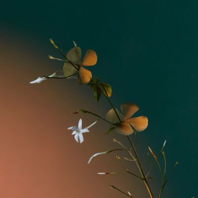 Potions &amp; Remedies Discovery Set