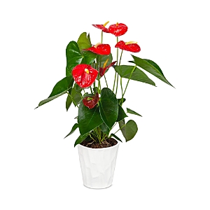 Bloomsybox Bali Anthurium Plant In Red
