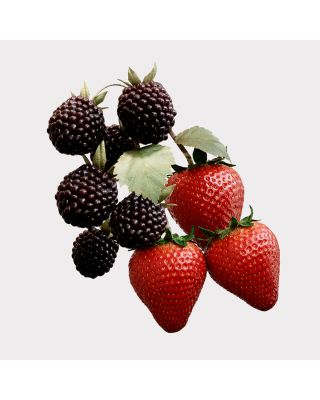 Her Elixir de Parfum 3.3 oz.