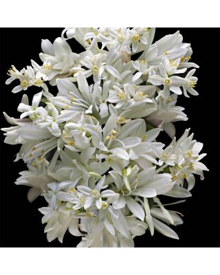 Good Girl Gone Bad Perfume Refill 3.4 oz.