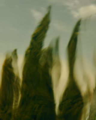 Aesop Virere Eau de Parfum 1.6 oz. | Bloomingdale's