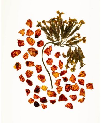 Double Rose Luminizer