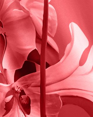 Ajima Floral Halterneck Maxi Dress