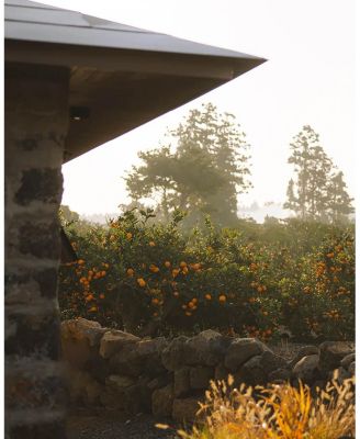 Mandarin Vitamin CE Hydration Cream