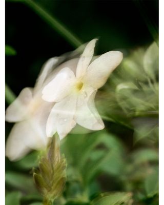 Gelsomino a Freddo Eau de Parfum 6 oz.