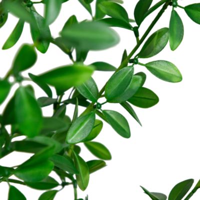 7' Artificial Shady Lady Black Olive Tree