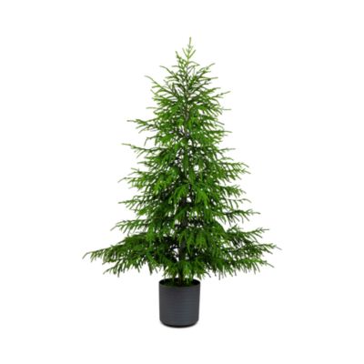 Artificial Real Touch Norfolk Island Pine 6' Christmas Tree with Natural Look