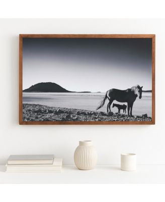  Foal Fine Art Canvas Print by David Ballam