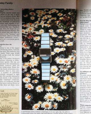 Pulse Tandem Watch, 20mm x 26mm