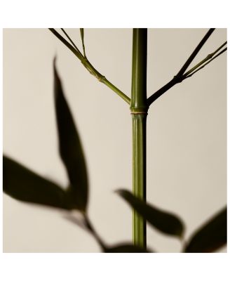 Geranium Leaf Body Scrub 6.1 oz.