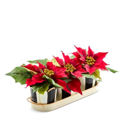Courtly Stripe Poinsettia Triple Potted Blooms Floral Arrangement