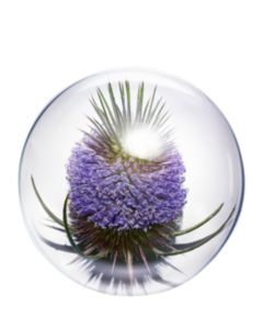 Clarins - Multi-Active Day Cream Broad Spectrum SPF 20