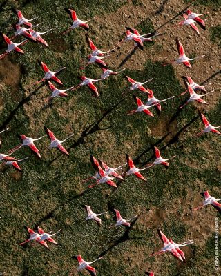 Aqua Allegoria Rosa Rossa Eau de Toilette 4.2 oz.  