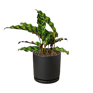 House Plant Shop Calathea Plant In Black Cylinder Pot In Black/green